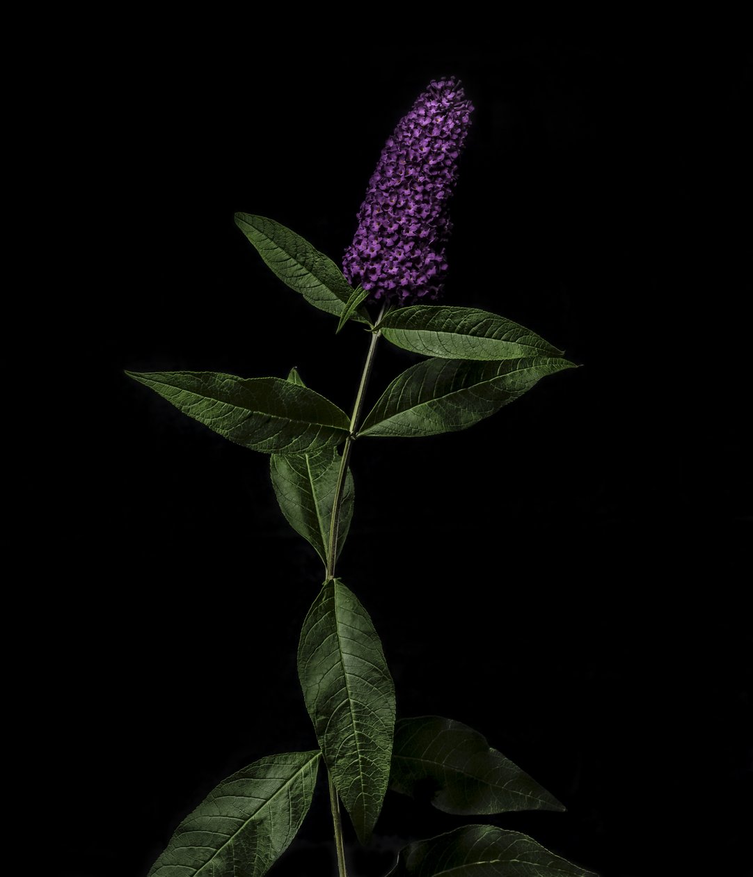 Buddleja purpurová, 2020 (foto) od Steve Gallagher
