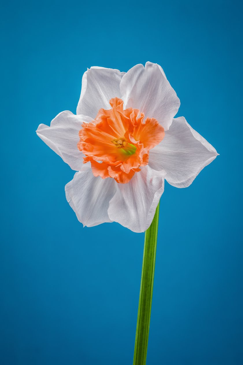Bílý a oranžový narcis, 2021 (foto) od Steve Gallagher