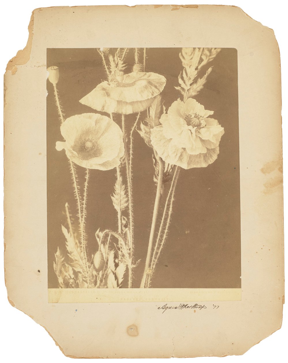 Vlčí máky, asi 1898-1920 (čb fotografie) od Studios Tiffany