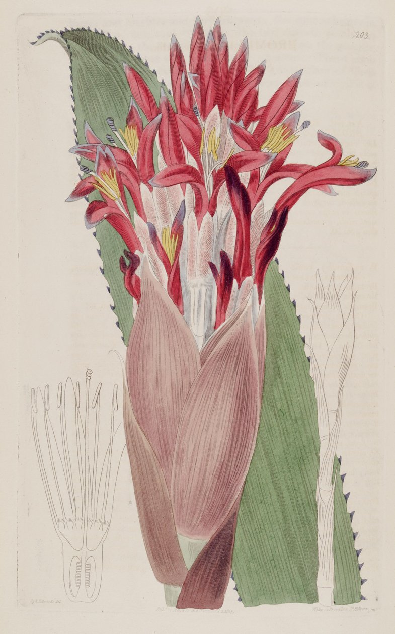 Ilustrace Aechmea nudicaulis (jako syn Bromelia nudicaulis) od Sydenham Teast Edwards