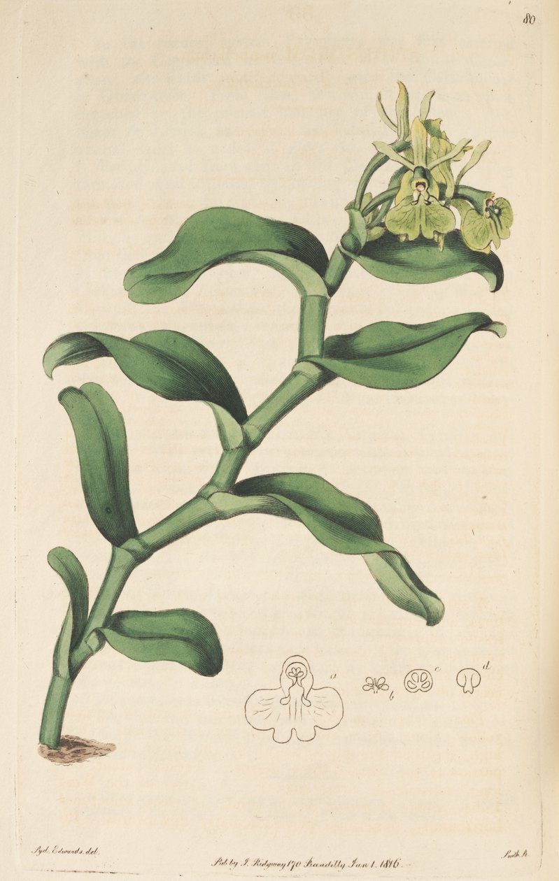 Ilustrace Epidendrum umbelliferum (jako syn. Epidendrum umbellatum) od Sydenham Teast Edwards