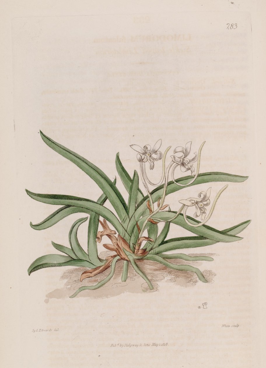 Ilustrace Neofinetia falcata (jako syn. Limodorum falcatum) od Sydenham Teast Edwards