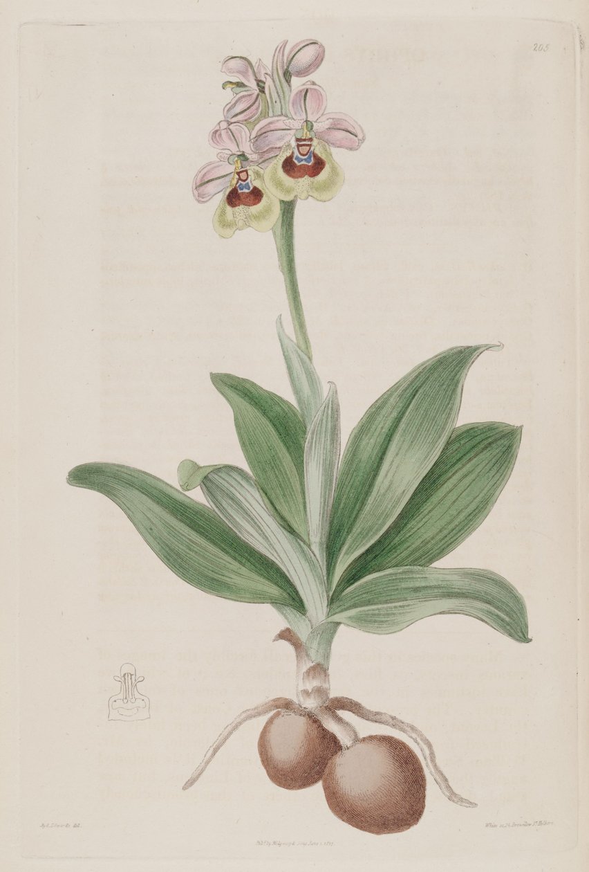 Ilustrace druhu Ophrys tenthredinifera od Sydenham Teast Edwards
