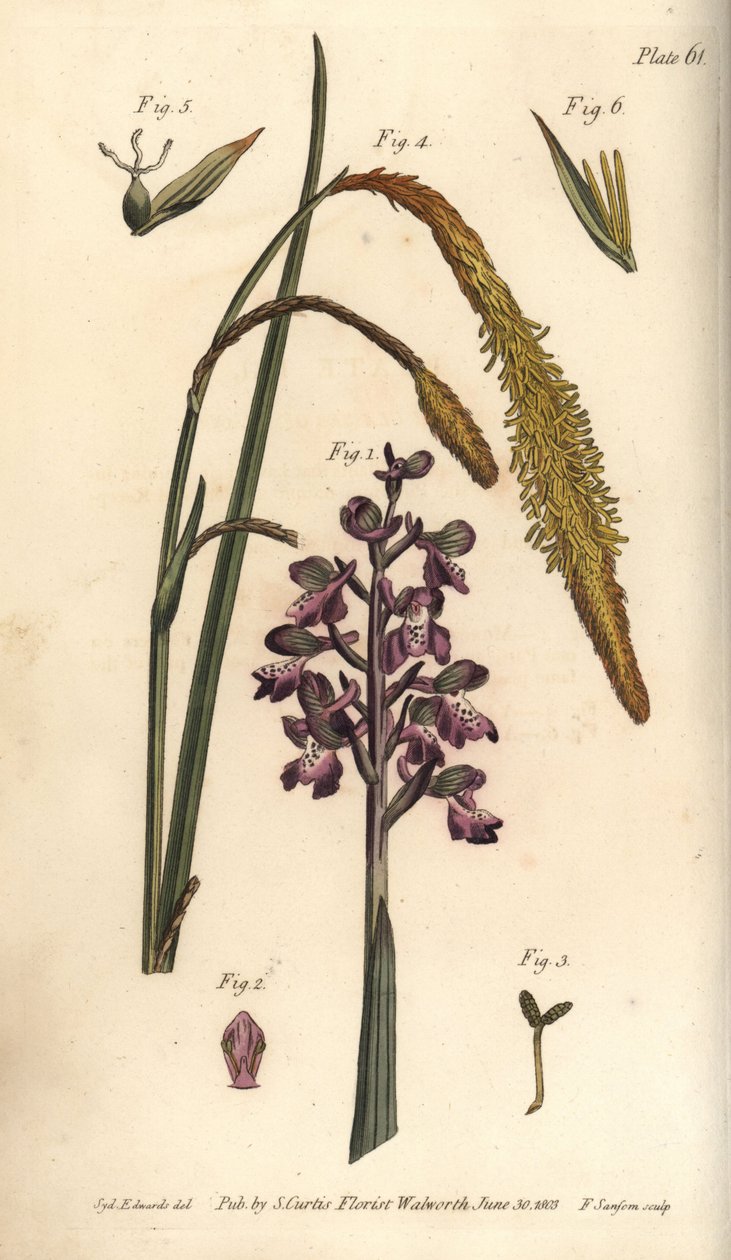 Fialová orchidej, Samčí orchidej, Gynandria od Sydenham Teast Edwards