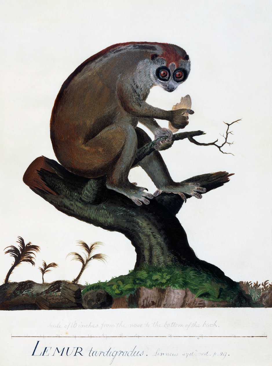 Lemur pomalý od Sydney Parkinson