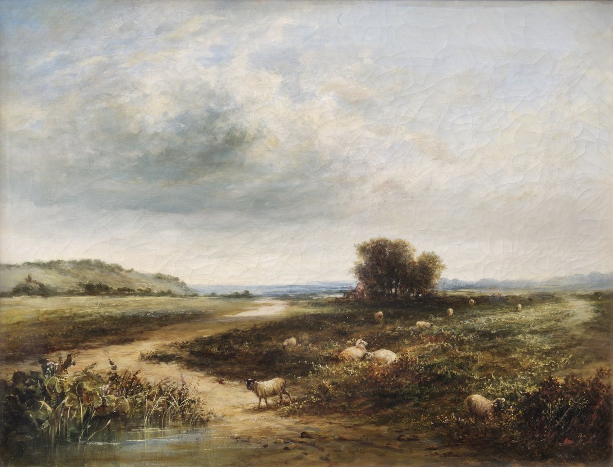 Ovce na společném od T. K. Atkinson