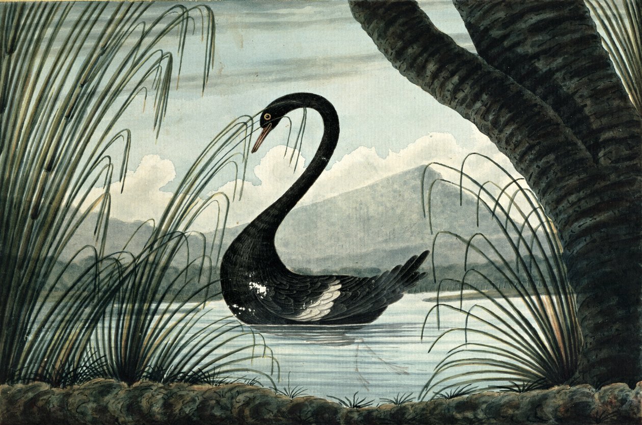 Černá labuť, 1813 od T.R. Browne