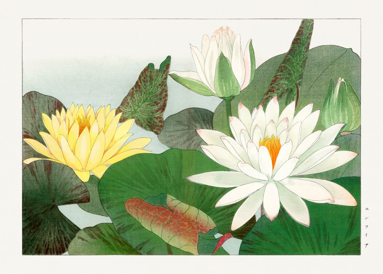 Nymphaea lotus z knihy "Seiyou Sokazufu od Tanigami Konan