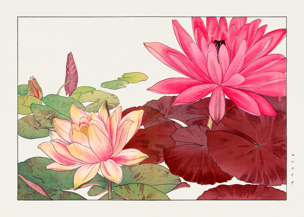 Nymphaea lotus z knihy "Seiyou Sokazufu od Tanigami Konan