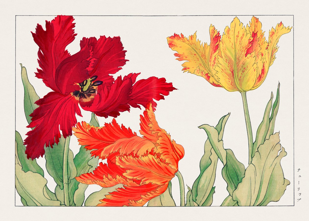 Papoušek tulipán z knihy "Seiyou Sokazufu" od Tanigami Konan
