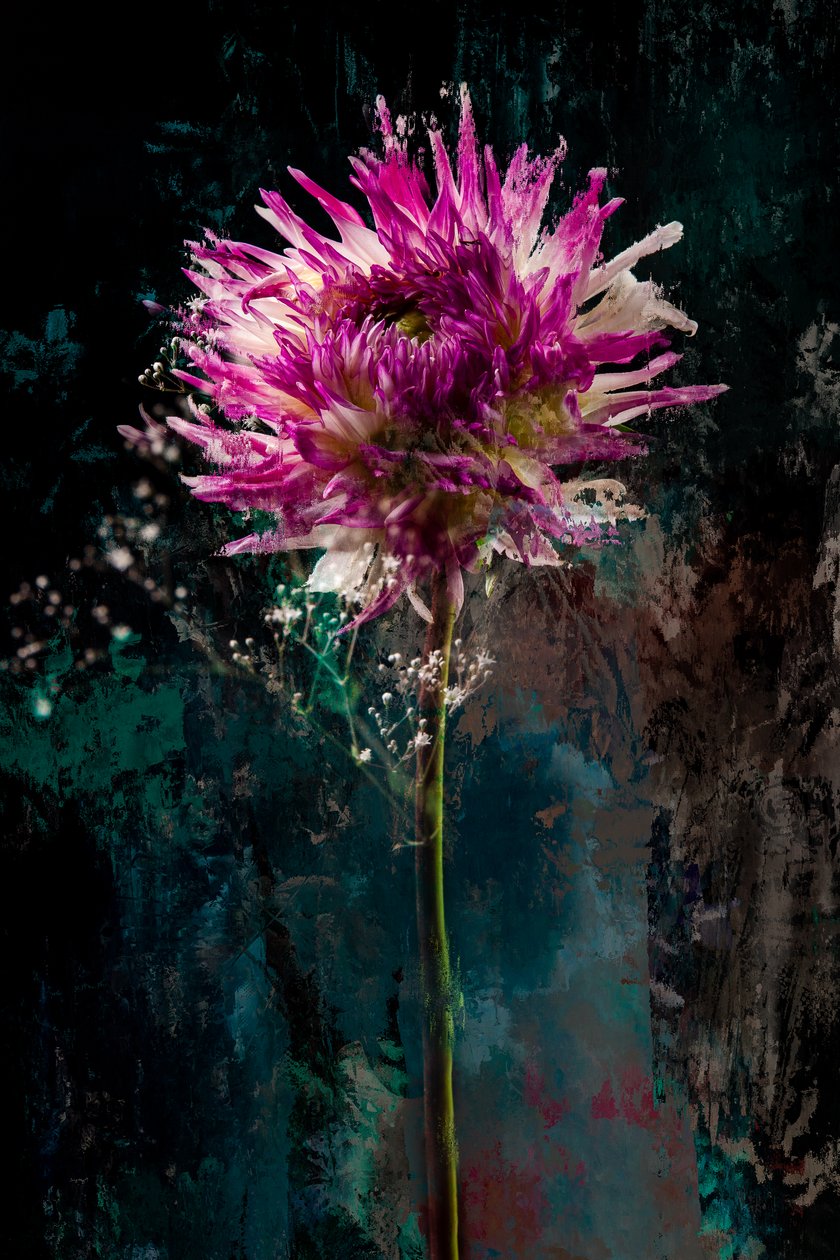 Sugarplum, 2018 (foto) od Teis Albers