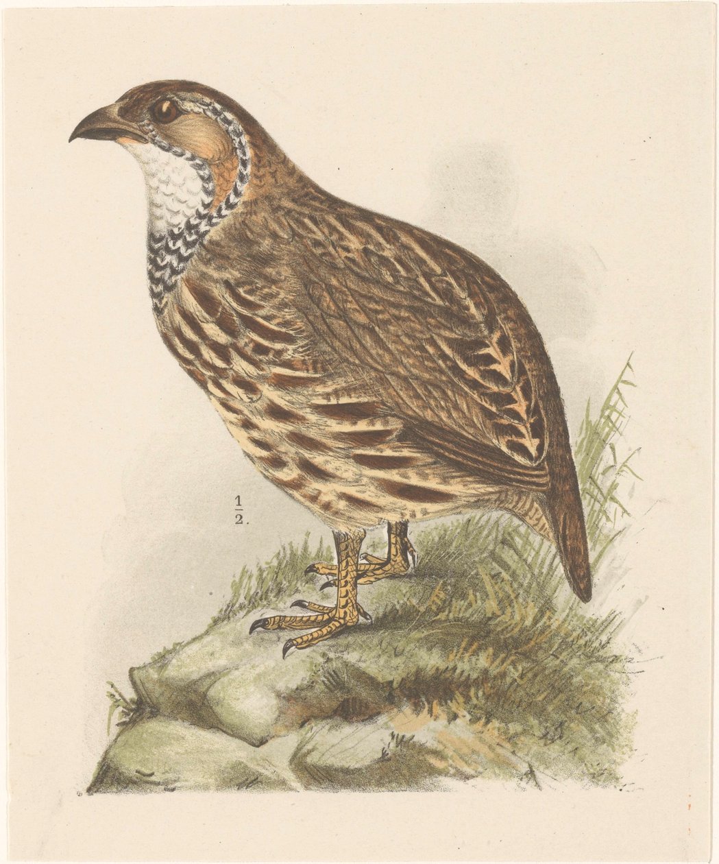 Patrijs (francolinus jugularis)   1378020   cs       czech Successfully Translated  Original: The Pearl, 1923. Translat: The Pearl, 1923. 1195350 cs czech Successfully Translated Original: Begravelse på vestjydsk kirkegaard Translat: Begravelse på vestjyds od Theo van Hoytema