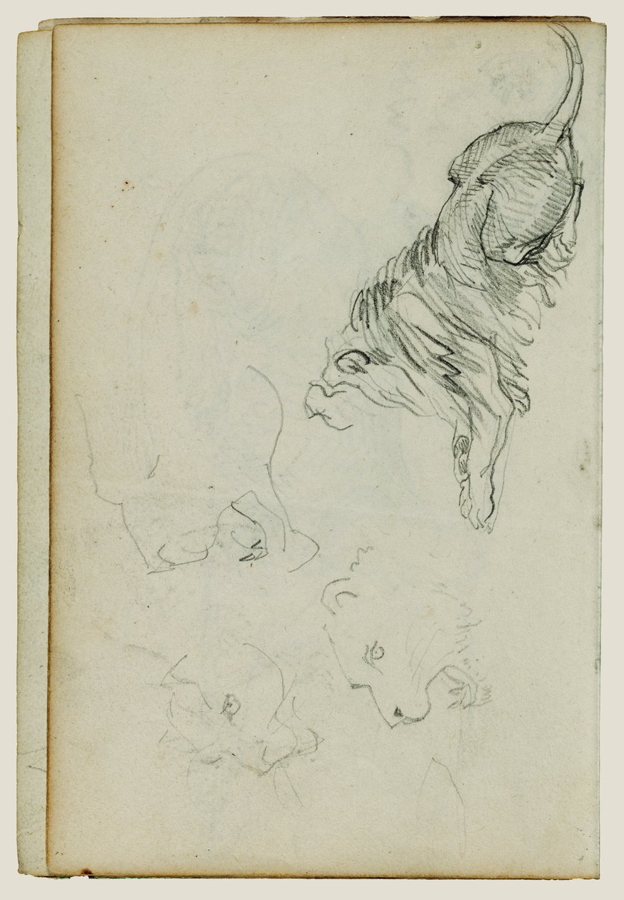Čtyři lví studie od Theodore Gericault