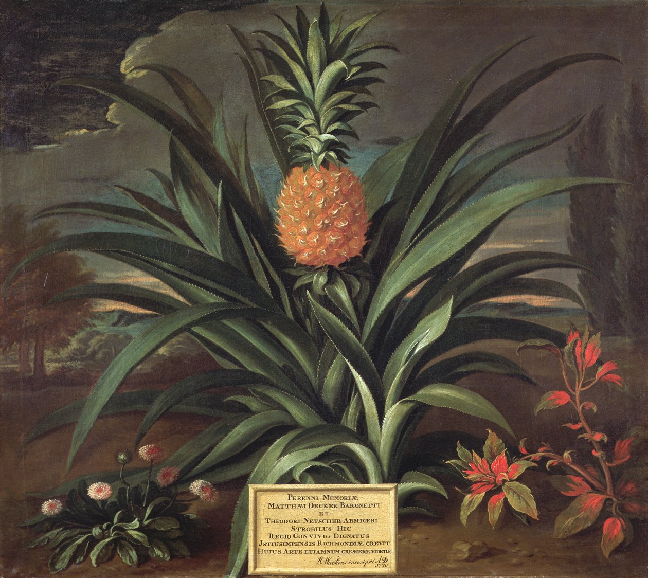 Ananas pěstovaný v zahradě sira Matthewa Deckera, Richmond, Surrey, 1720 od Theodorus Netscher