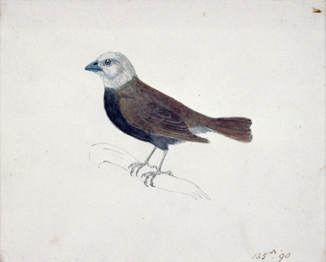 Malacca Crossbeak (dřevoryt) od Thomas Bewick