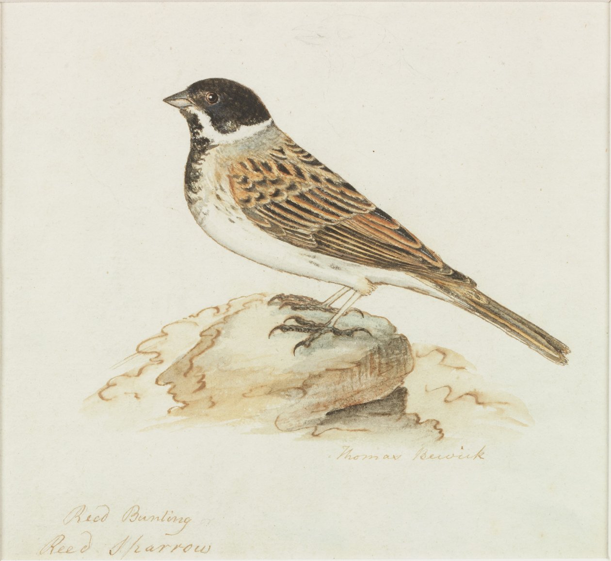 Reed Sparrow (barva těla) od Thomas Bewick