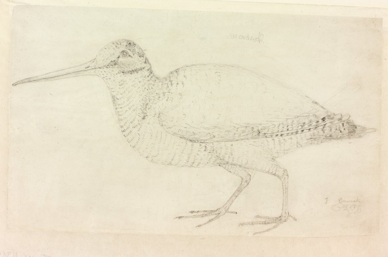 The Woodcock (tužka na papíře (na papíře)) od Thomas Bewick