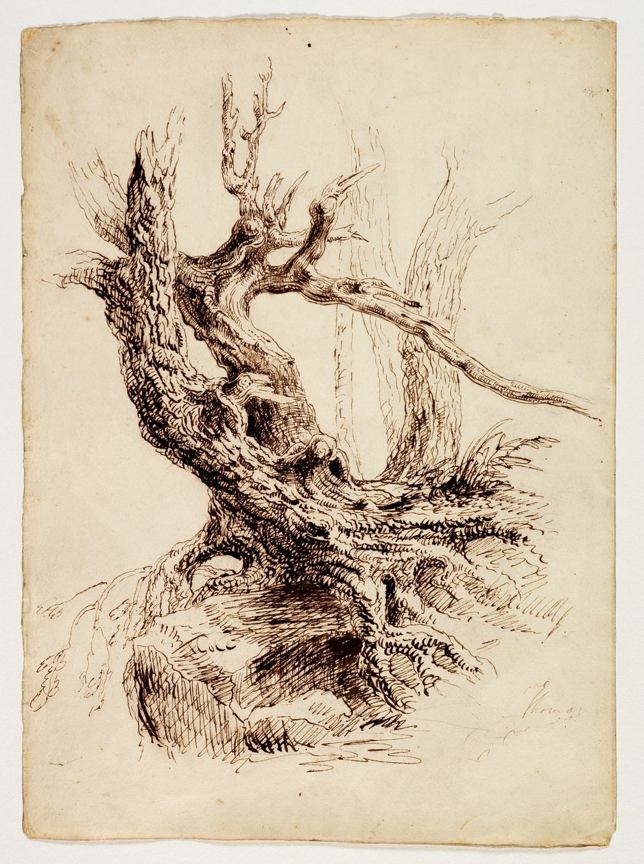 Skvrnitý kmen stromu, cca 1826 (pero a hnědý inkoust přes grafitovou tužku na krémově tkaném papíře) od Thomas Cole