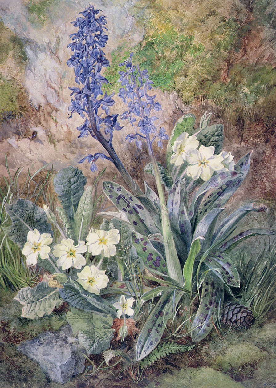 Fialová orchidej a petrklíč od Thomas Collier