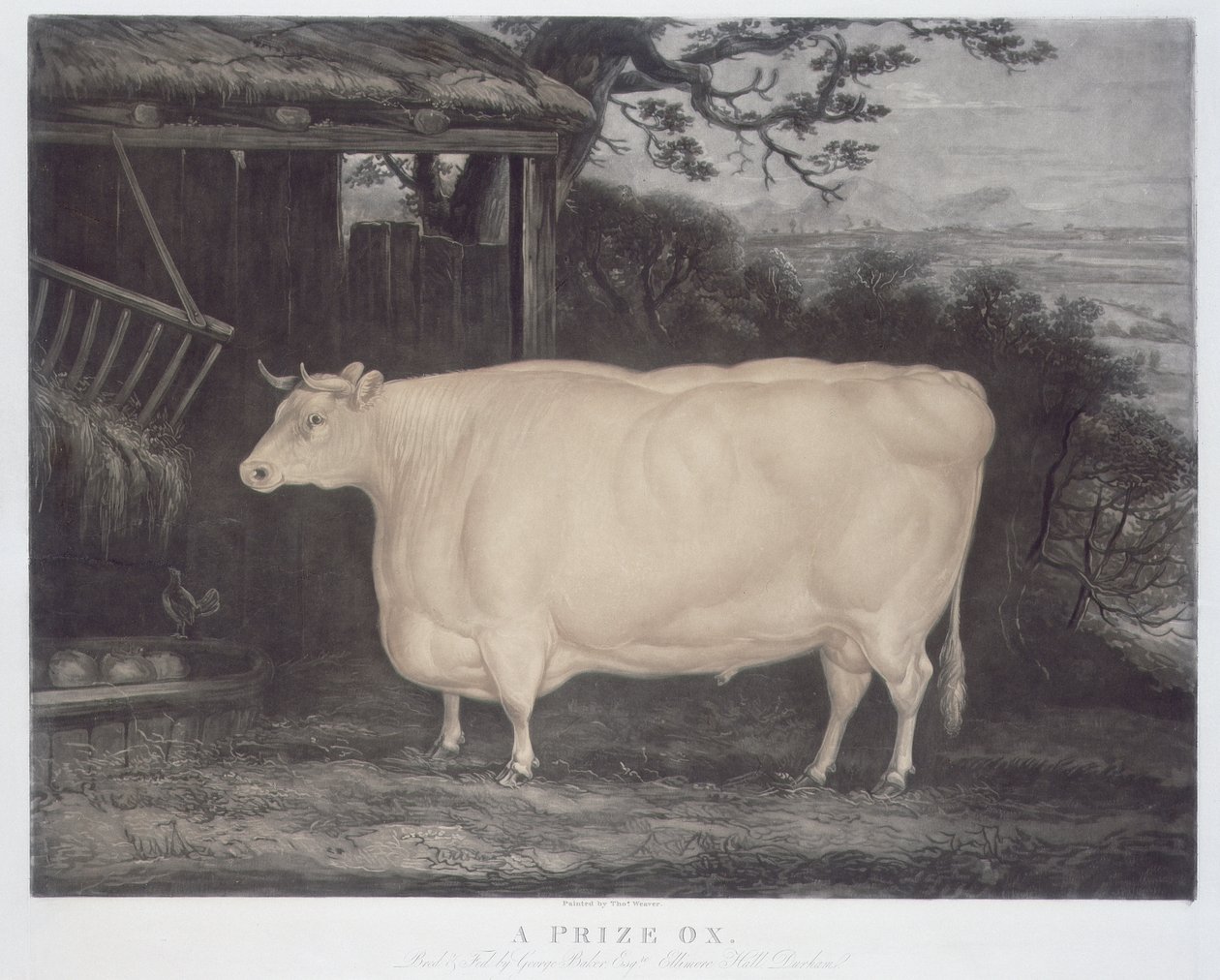 Prize Ox, vyrytý John Thompson, Smeaton, Yorks, 1831 (barevná rytina) od Thomas Weaver