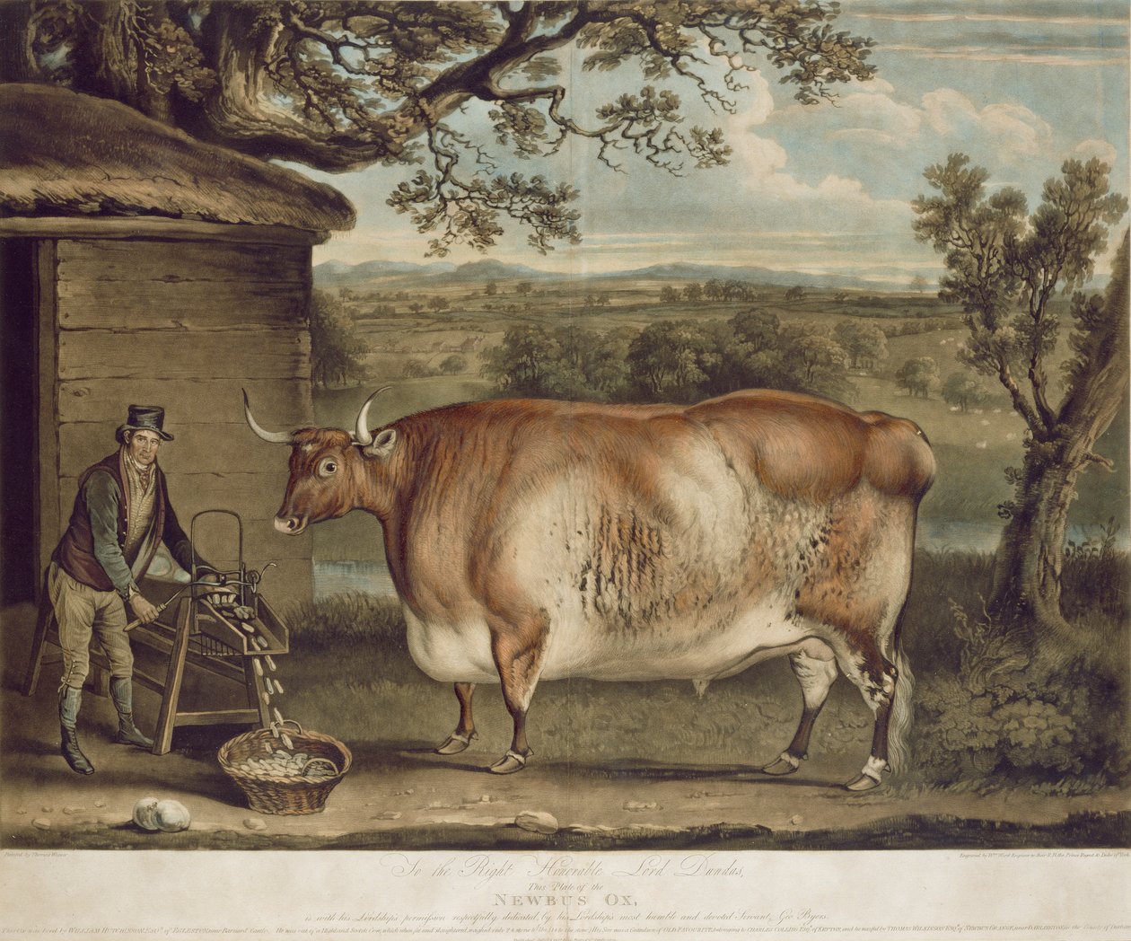 The Newbus Ox, vyryl W. Ward, 1812 (barevná rytina) od Thomas Weaver