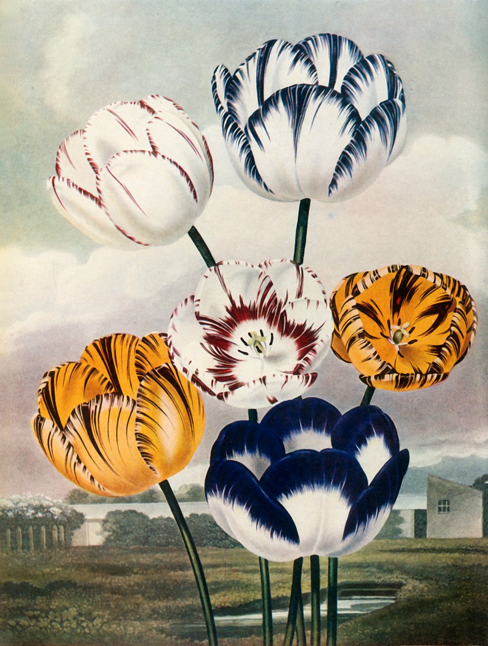 Tulipány, c1802-1821, 1948. od Thomas Baxter