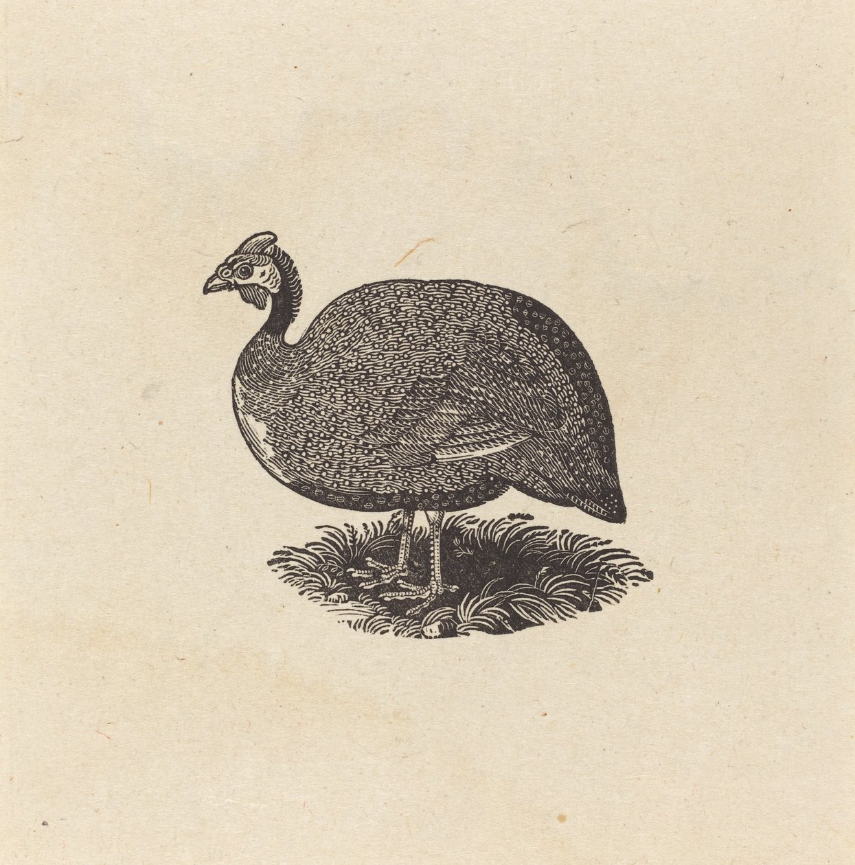 Slepice guinejská od Thomas Bewick
