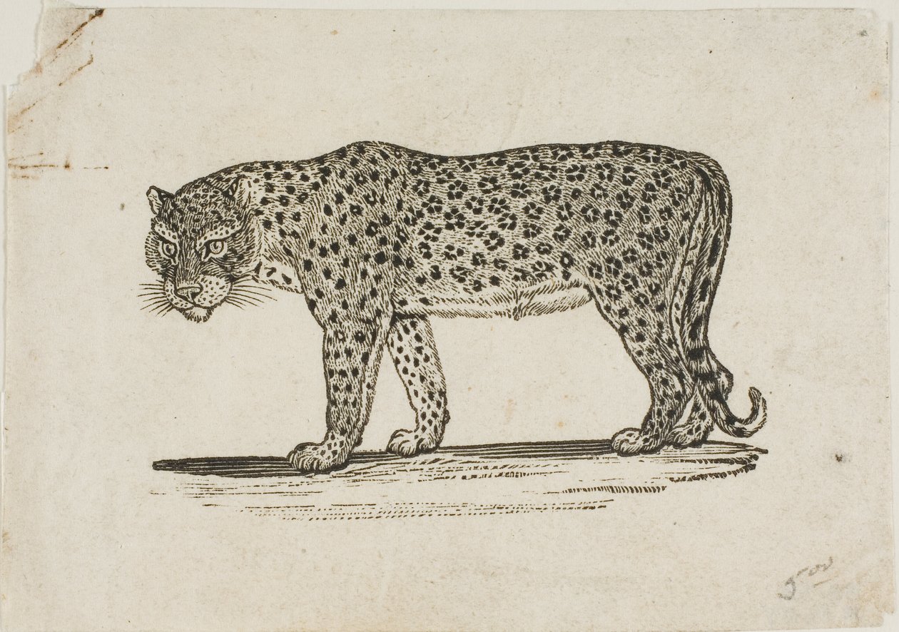 Leopard od Thomas Bewick