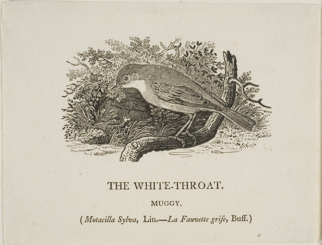 Bílé hrdlo (pták) od Thomas Bewick