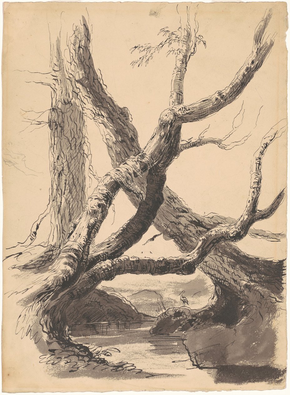 Kmeny stromů od Thomas Cole