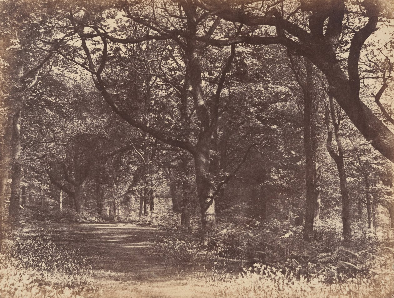 Wood-scene, Norton, Cheshire, 1856. od Thomas Davies