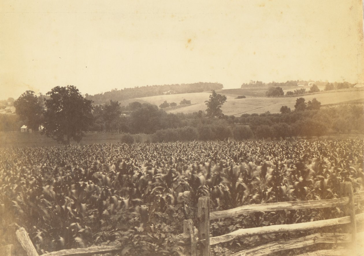 [Cornfield, Avondale, PA] od Thomas Eakins