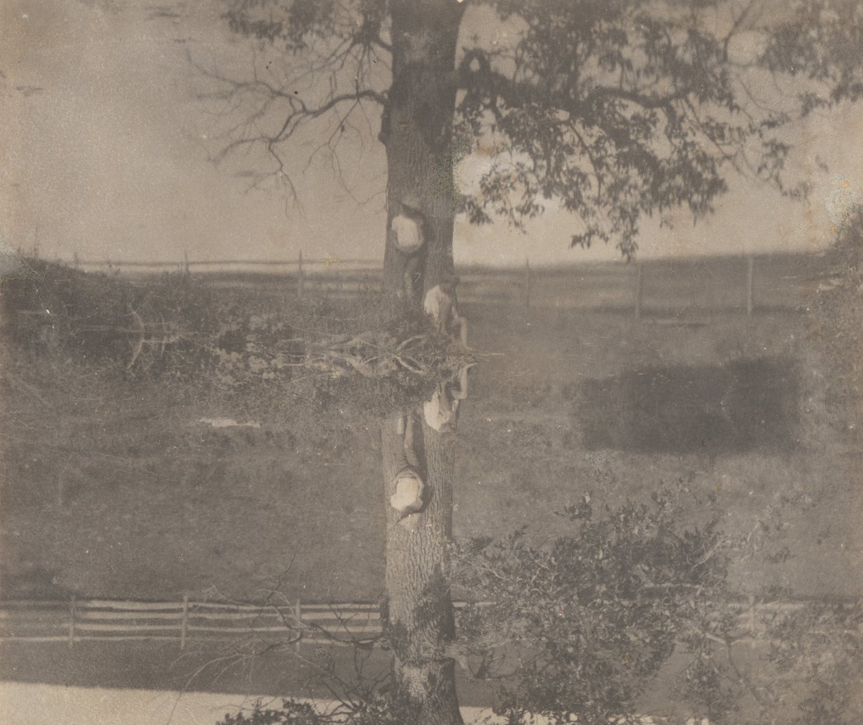 [Crowell Children at Avondale, Pennsylvania] od Thomas Eakins