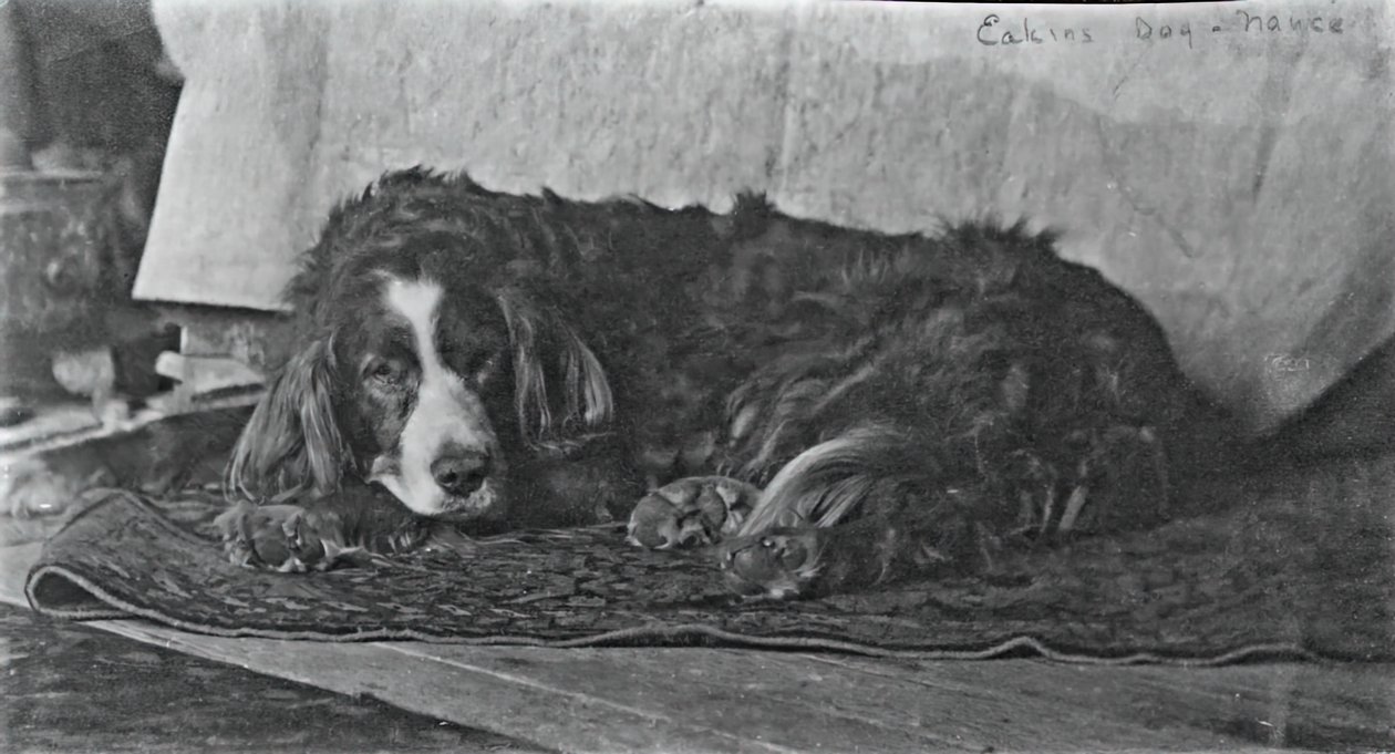 Eakinsův pes Harry, c. 1880-1890. od Thomas Eakins