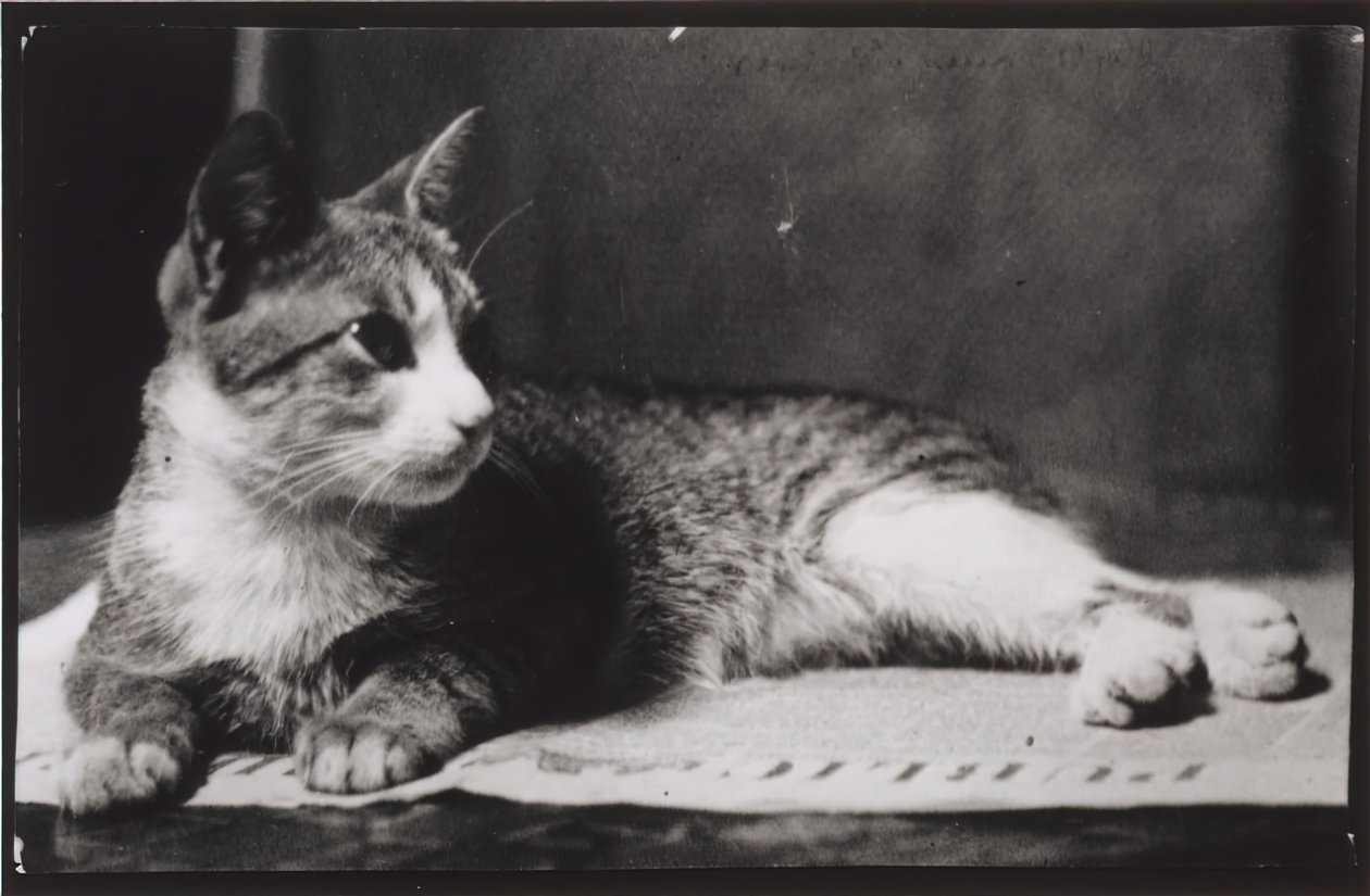 Kočka paní Thomas Eakins, c. 1880-1890. od Thomas Eakins