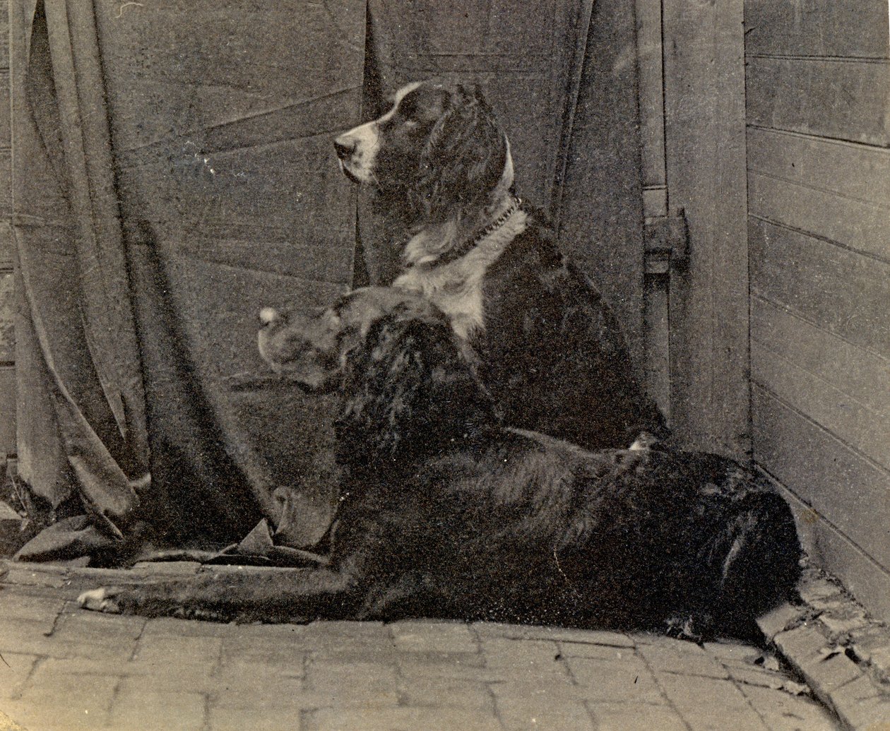 Thomas Eakins Psi, 1884 od Thomas Eakins