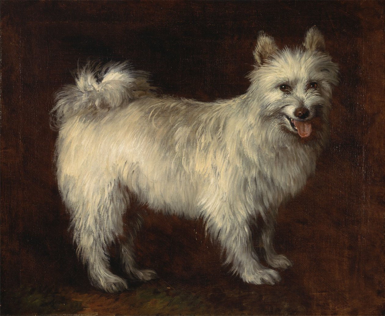 Spitz Dog, Pes, ca. 1765. od Thomas Gainsborough