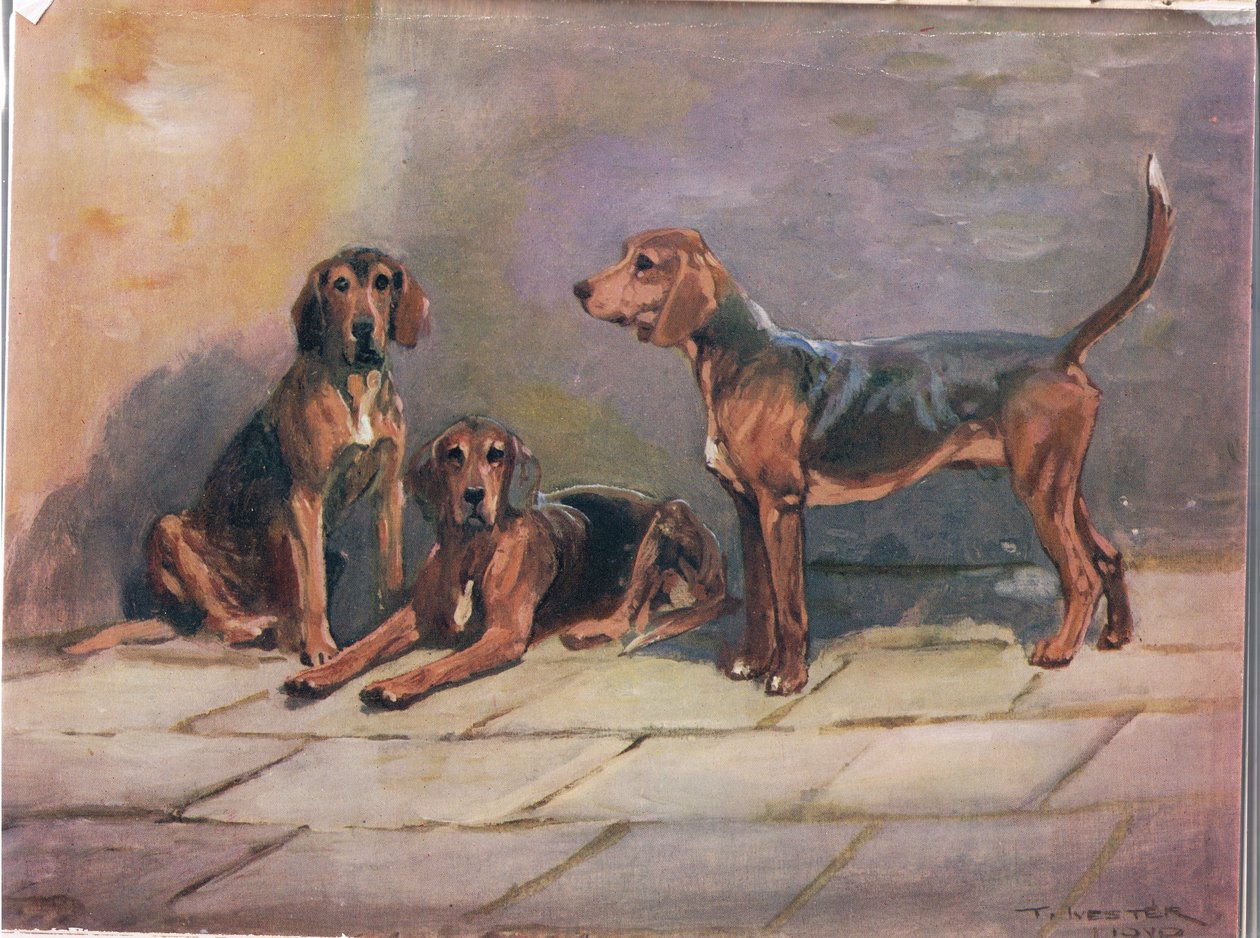 Psi, ilustrace z 