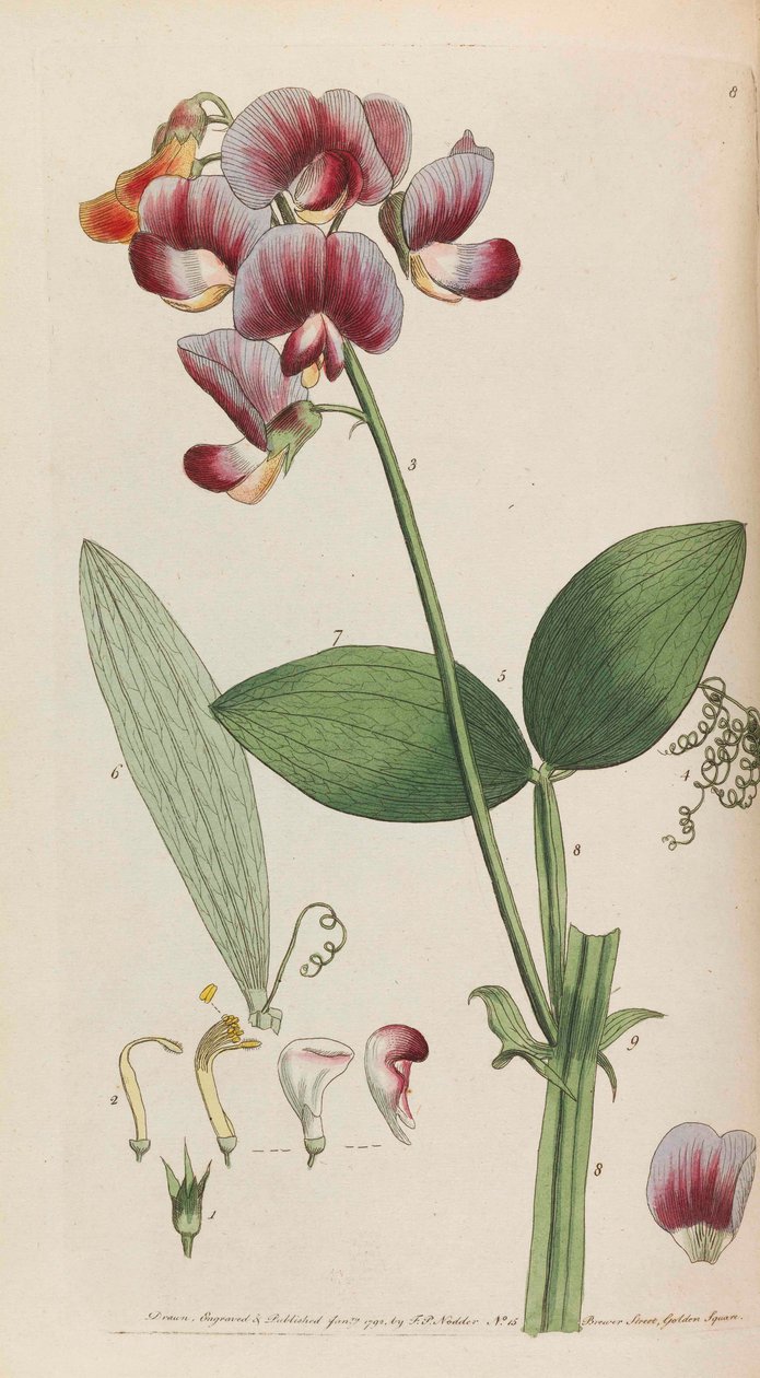 Rustikální flóra, 1792. od Thomas Martyn