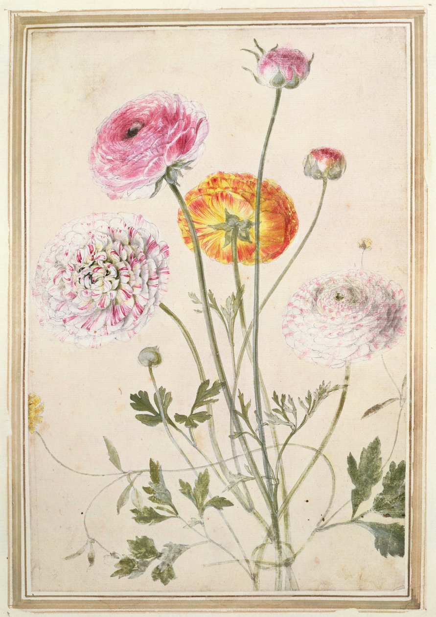 Květinová studie, kolem 1760 od Thomas Robins
