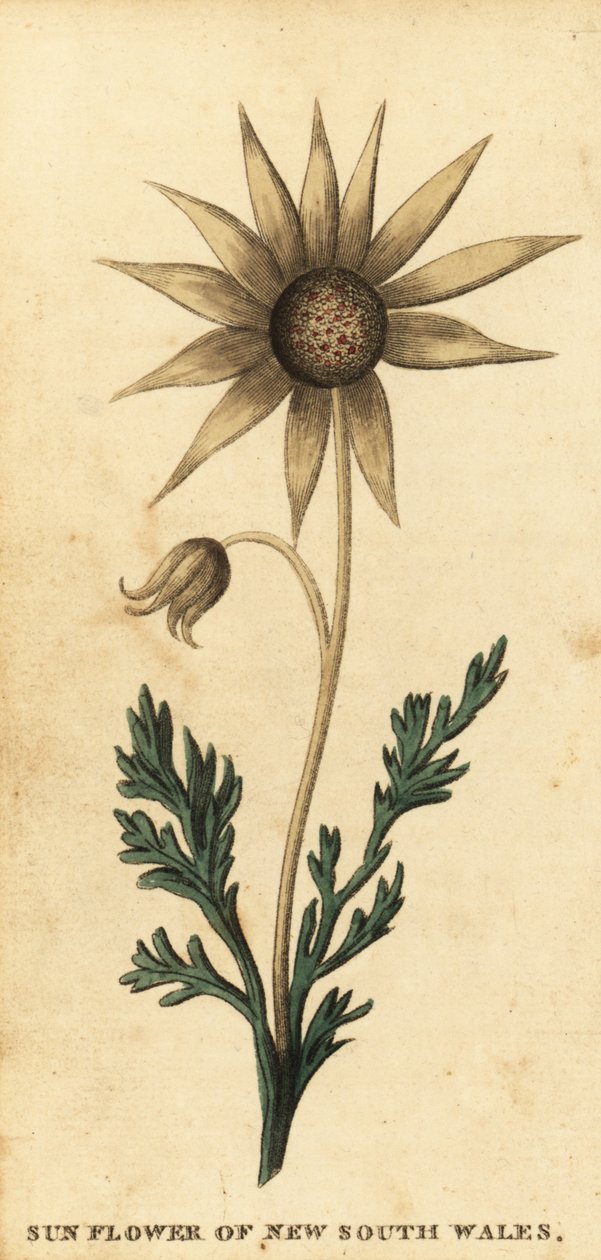 Flanel květ, Actinotus helianthi. ,1800 (rytina) od Thomas Watling