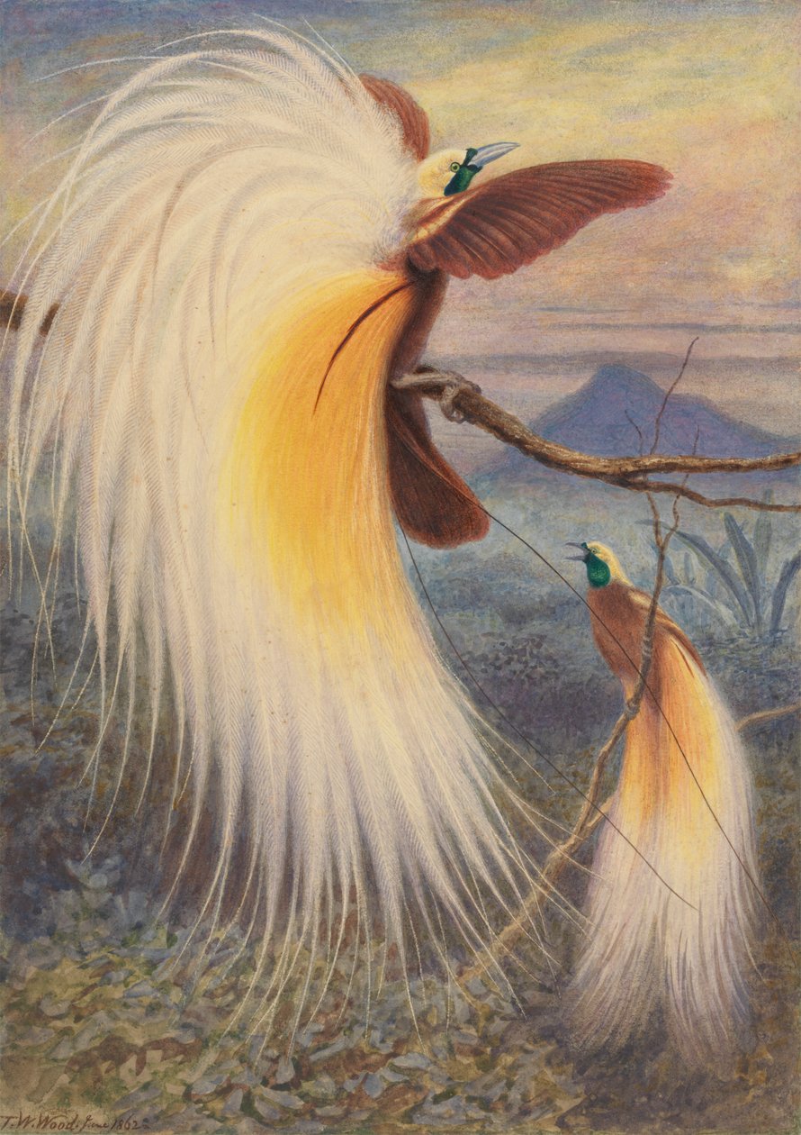 Birds of Paradise od Thomas William Wood