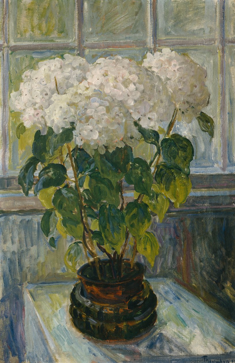 Hortenzie od Thorolf Holmboe