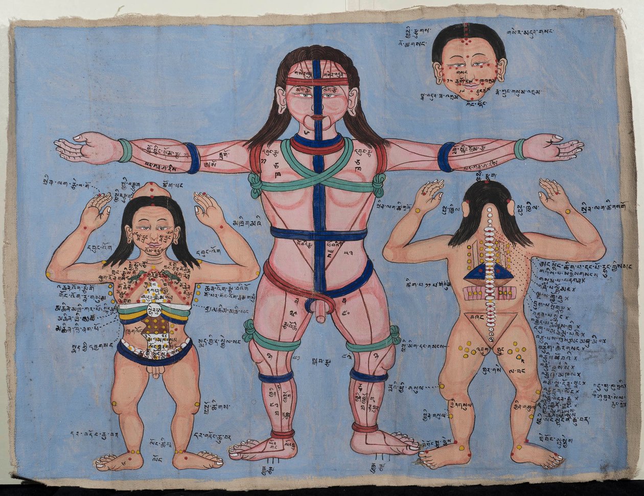 Anatomická tabulka (wc na plátně) od Tibetan School