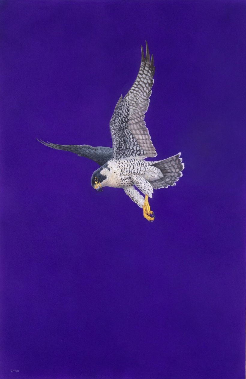 Purple Stoop od Tim Hayward
