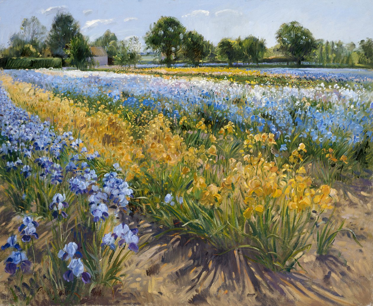 Kosatce v Burgate, 1996 od Timothy Easton