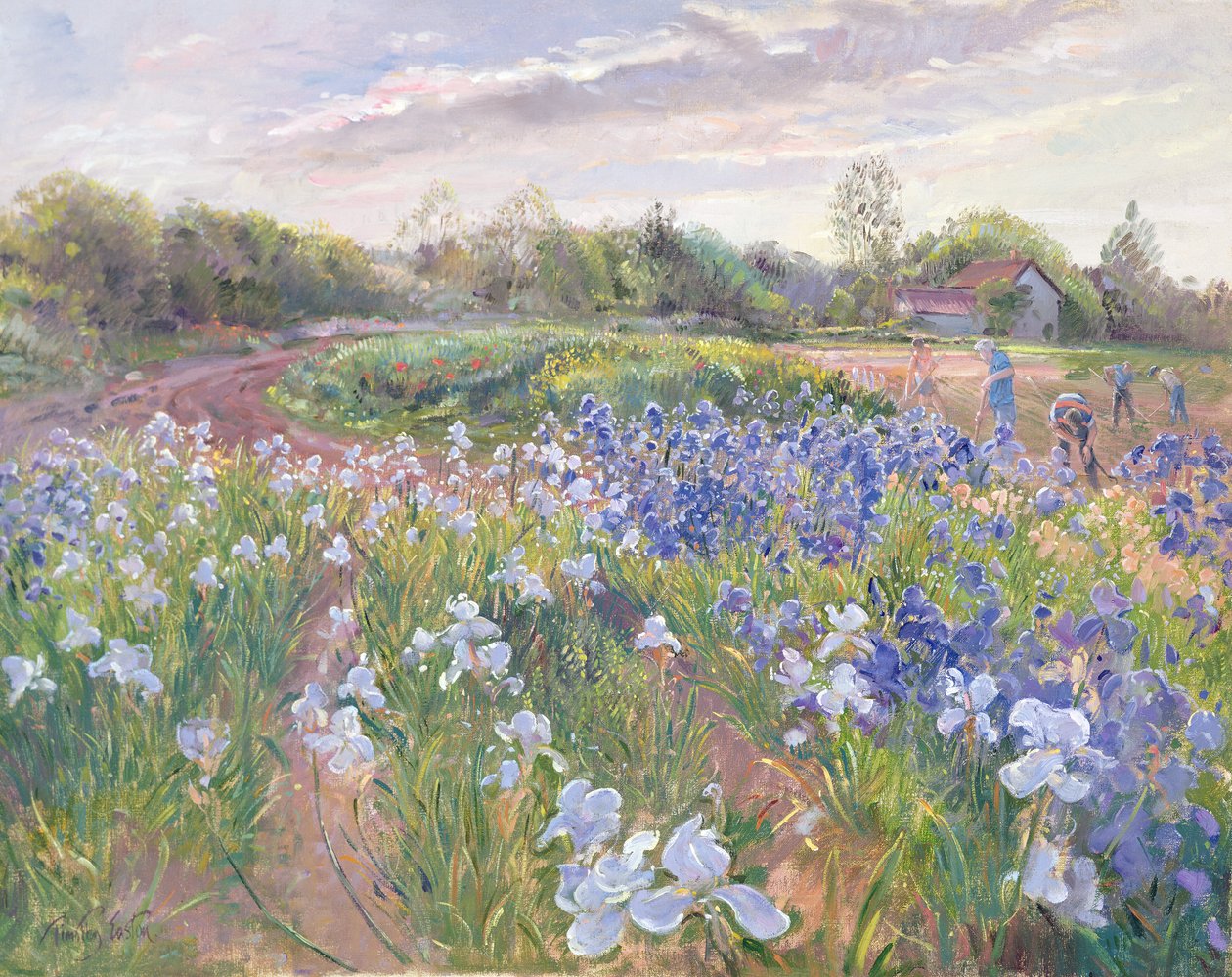 Sunsparkle on Irises, 1996 od Timothy Easton