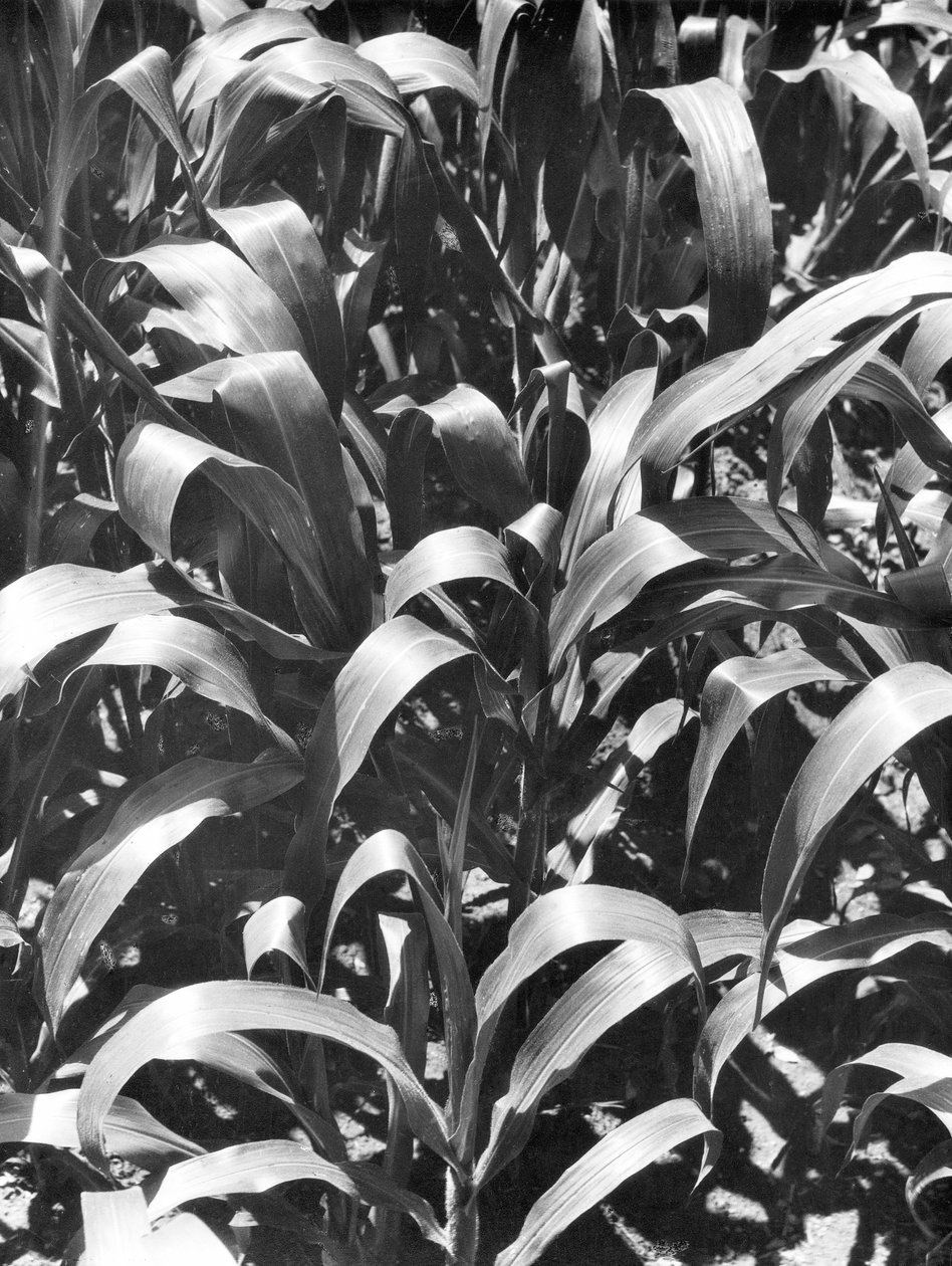 Rostliny kukuřice, Mexiko, kolem roku 1929 od Tina Modotti