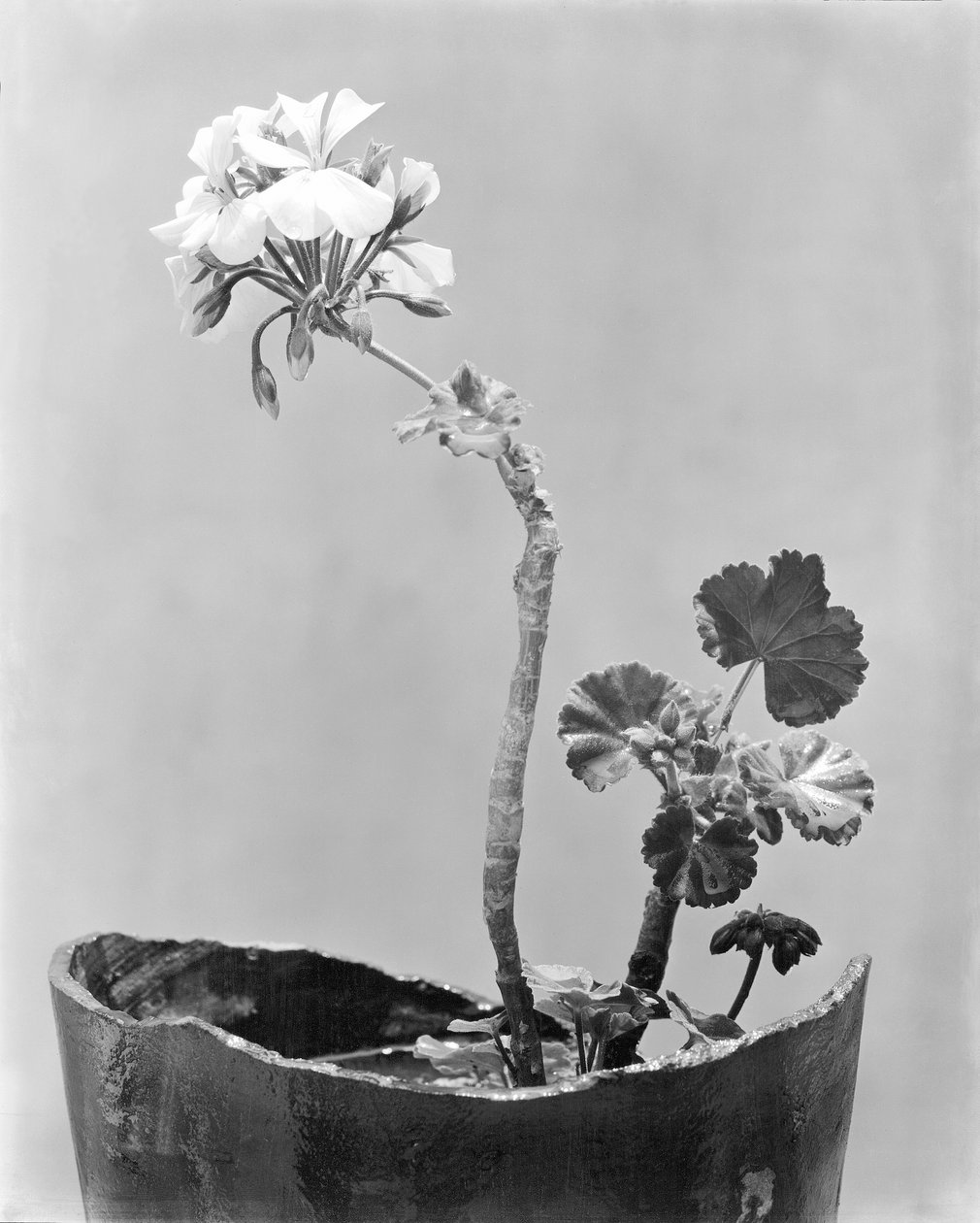 Geranium, Mexico City, kolem roku 1924 od Tina Modotti