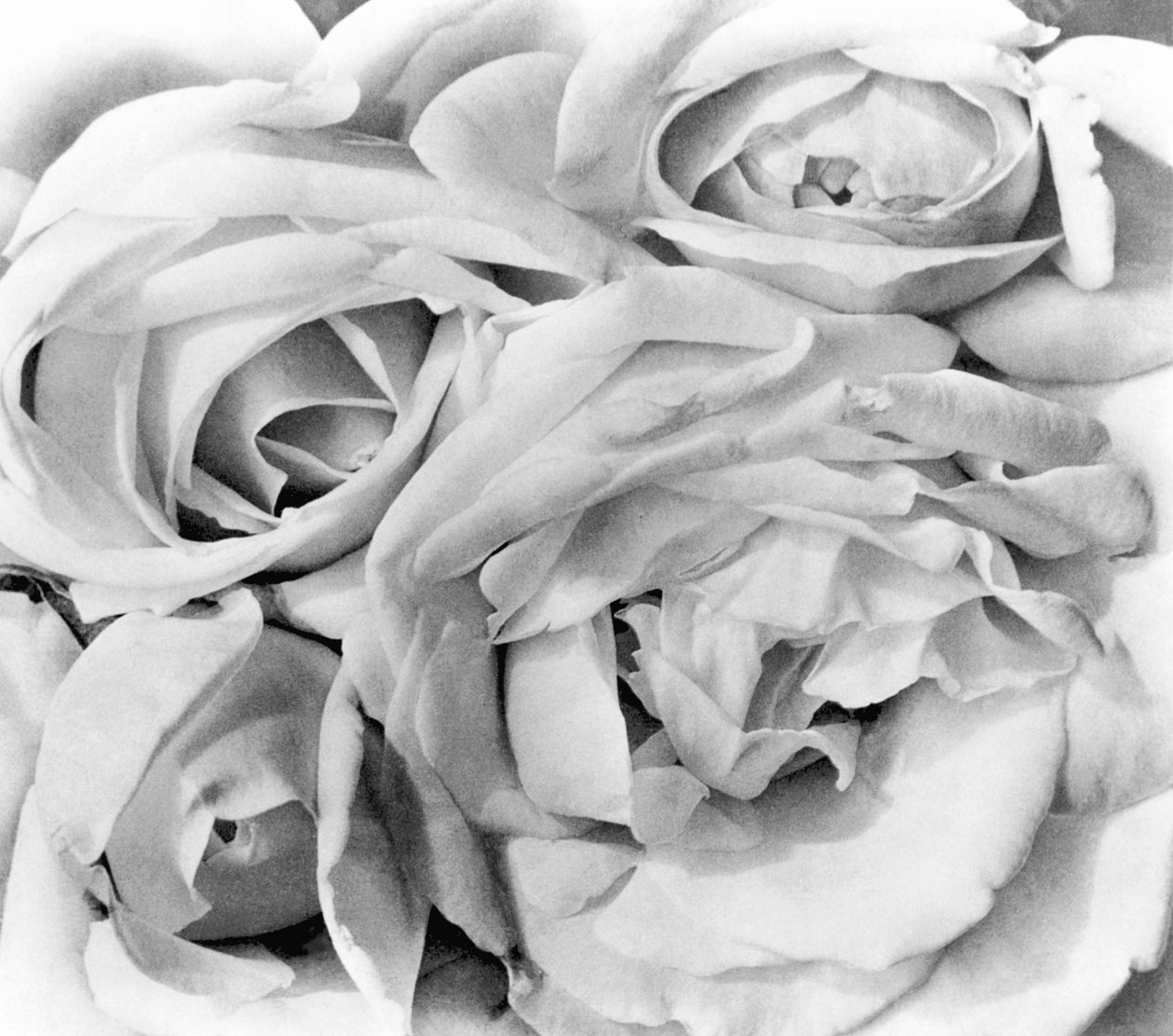 Roses, Mexico City, 1924 od Tina Modotti